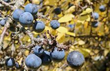 Trnka obecná – divoká příbuzná švestce s řadou léčivých účinků