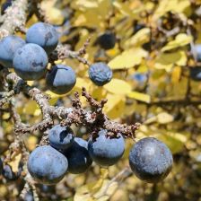 Trnka obecná – divoká příbuzná švestce s řadou léčivých účinků