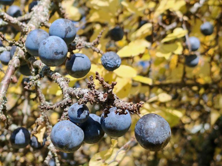 zobrazit detail snímku: Opadaná větvička trnky obecné