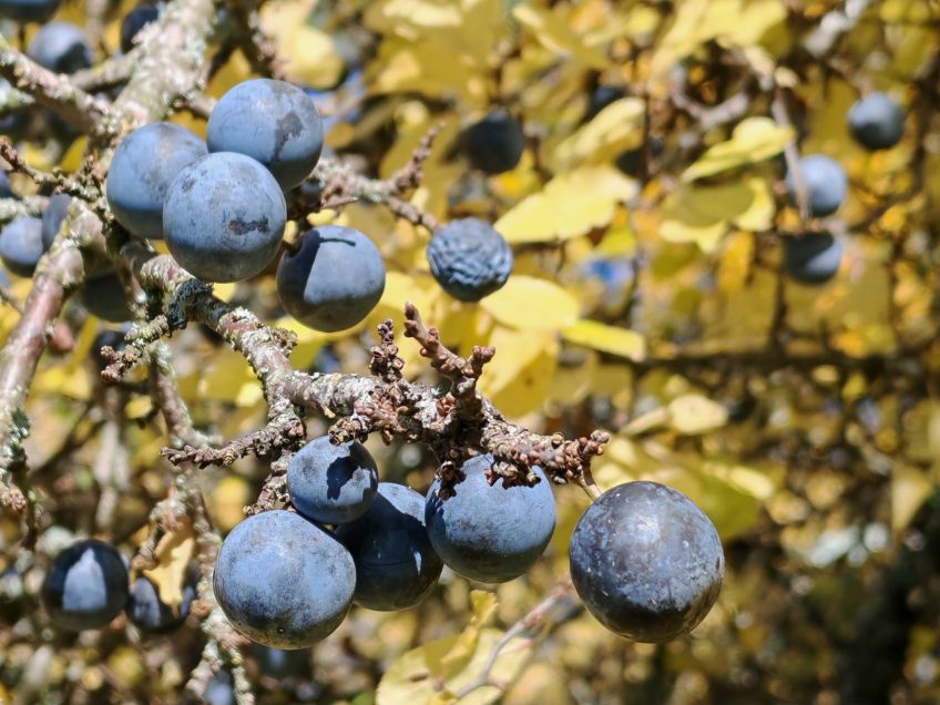 Trnka obecná – divoká příbuzná švestce s řadou léčivých účinků Trnka obecná – divoká příbuzná švestce s řadou léčivých účinků: Naše výpravy do světa léčivých bylin nemohou…