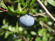 Trnka obecná (Prunus spinosa) jako bylinka: Trnka, už podle názvu, je trnitý keř, bohatě…