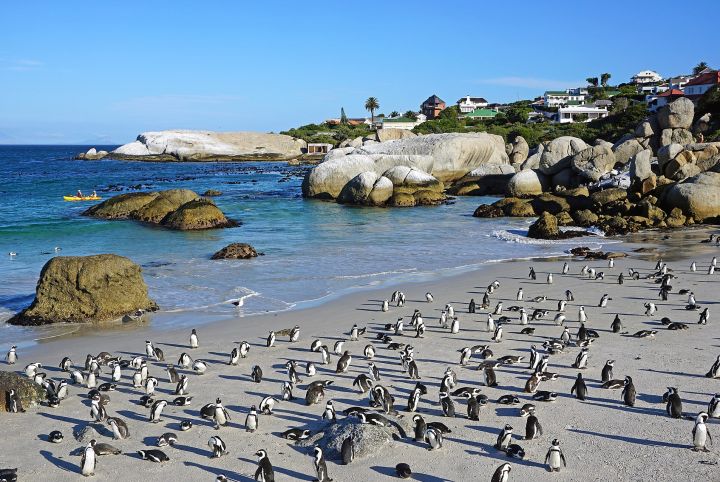 Tučňáci brýloví na Boulders Beach. - klikněte pro zobrazení detailu