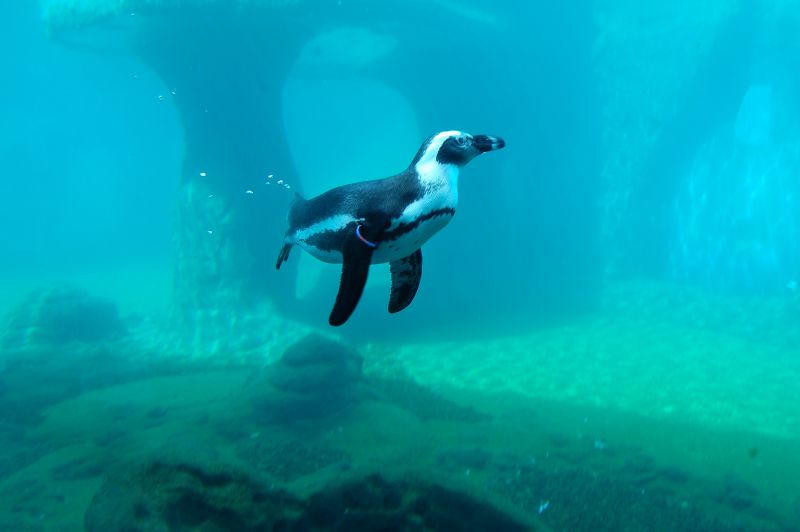 Tučňák brýlový ve vodě. - klikněte pro zobrazení detailu