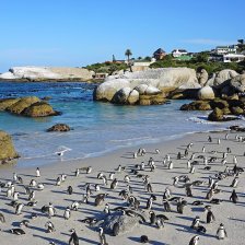 Tučňáci brýloví na Boulders Beach.