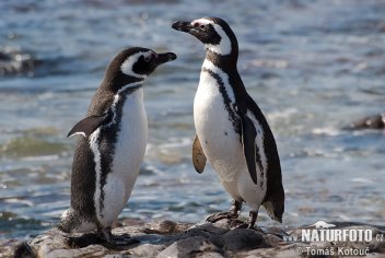 Tučňák magellanův - klikněte pro zobrazení detailu