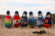 Pletené svetry pro tučňáky?: Jestli vás při pohledu na tučňáka ve svetru...