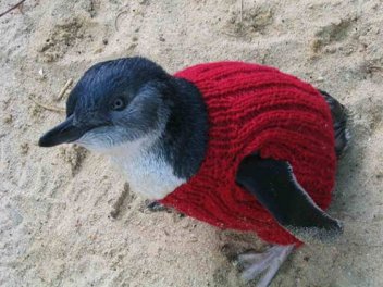 Tučňák ve svetru - klikněte pro zobrazení detailu