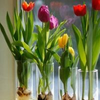Tulipány s cibulkami - klikněte pro zobrazení detailu