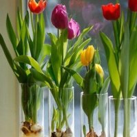 Tulipány s cibulkami - klikněte pro zobrazení detailu