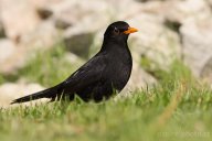 Kos černý - Turdus merula: Kos je jeden z našich nejznámějších ptáků,…