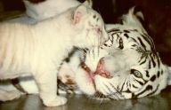 Proč už Zoo Liberec nerozmnožuje ikonické bílé tygry? Proč už Zoo Liberec nerozmnožuje ikonické bílé tygry?: Bílí tygři k liberecké zoologické zahradě…