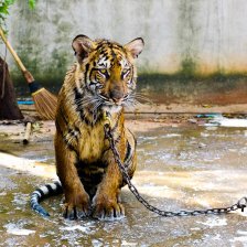 Konec týrání tygrů a lvů v soukromých bytech a nevyhovujících klecích