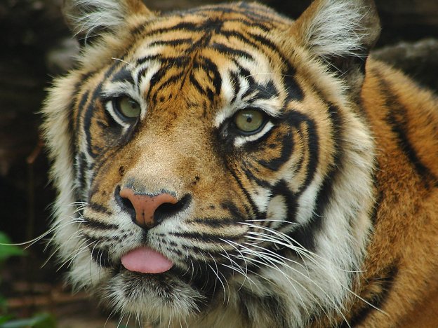 stáhnout tapetu: Tygr sumatérský
