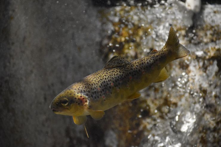 zobrazit detail snímku: Pstruh potoční