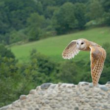 Sova pálená (Tyto alba).