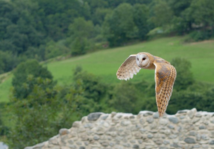 zobrazit detail snímku: Sova pálená (Tyto alba).