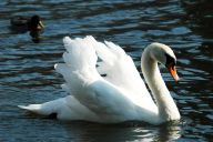 Labuť velká - Cygnus olor: Tento, asi každému, známý, krásný pták…