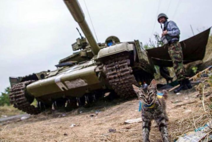 Ukrajinská kočka. - klikněte pro zobrazení detailu