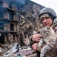 Kočka, zachráněná z vybombardovaného domu. - klikněte pro zobrazení detailu
