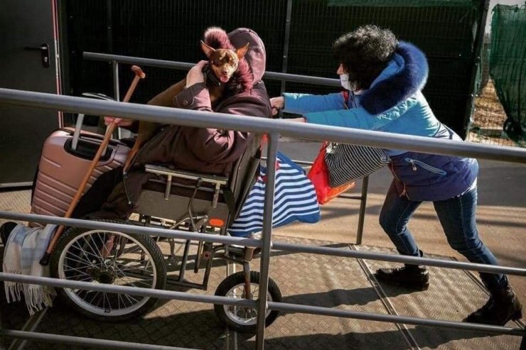 zobrazit detail snímku: Převoz imobilní paní se svým psíkem.
