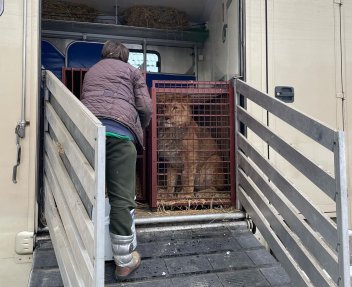 Evakuace lva z Kyjeva do ZOO v Poznani. - klikněte pro zobrazení detailu