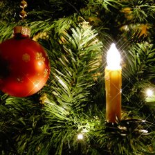 Je z hlediska ekologie lepší živý nebo umělý vánoční stromeček?