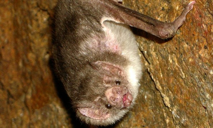 zobrazit detail snímku: Upír obecný (Desmodus rotundus)
