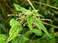 Kopřiva dvoudomá - Urtica dioica L.: Většina z nás považuje kopřivu dvoudomou…