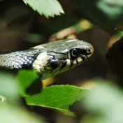 Jak se hadi svlékají z kůže a proč jsou při tom skoro slepí