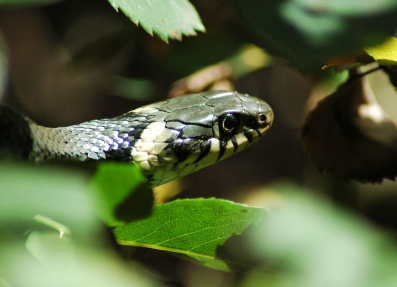Užovka obojková - klikněte pro zobrazení detailu