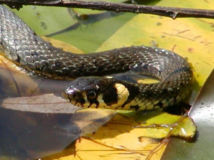 zobrazit detail snímku: Užovka obojková