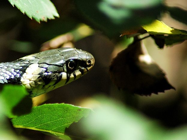 stáhnout tapetu: Užovka obojková