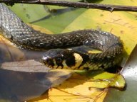 Užovka obojková - Natrix natrix: Užovku zná asi každý, je to…