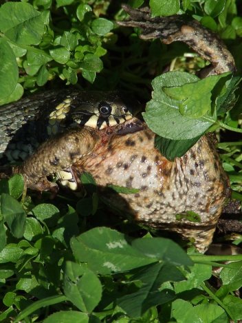 Užovka požírající žábu 1 - klikněte pro zobrazení detailu