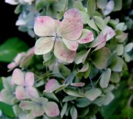 Hortenzie - Hydrangea: Hortenzie mohou někomu připomínat sladké letní…
