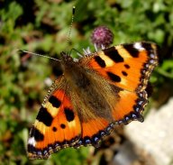 Babočka kopřivová - Aglais urticae: Léto je časem baboček a tak vás zajisté…