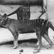 Vakovlk tasmánský (Thylacinus cynocephalus)