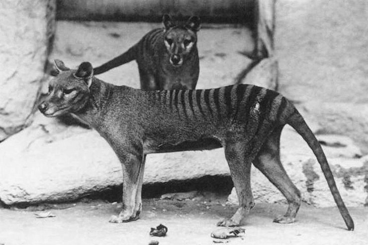 zobrazit detail snímku: Vakovlk tasmánský (Thylacinus cynocephalus)