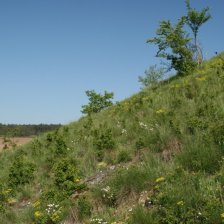 Mezernaté porosty trnek s bylinnou vegetací na TMP 4
