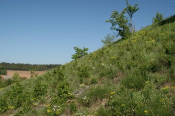 Mezernaté porosty trnek s bylinnou vegetací na TMP 4 - klikněte pro zobrazení detailu