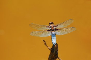 Vážka ploská sameček - klikněte pro zobrazení detailu