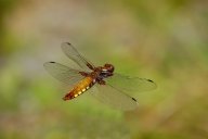 Vážka ploská - Libellula depressa: druh vážky s nápadně širokým zadečkem, který…