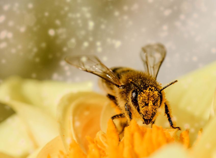 Mladí lidé dnes v Bruselu zahajují projekt, jehož cílem je záchrana opylovačů v Evropě Mladí lidé dnes v Bruselu zahajují projekt, jehož cílem je záchrana opylovačů v Evropě: Včely, motýli, čmeláci a další opylovači jsou pro…