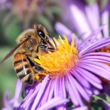 Včela medonosná - Apis mellifera.
