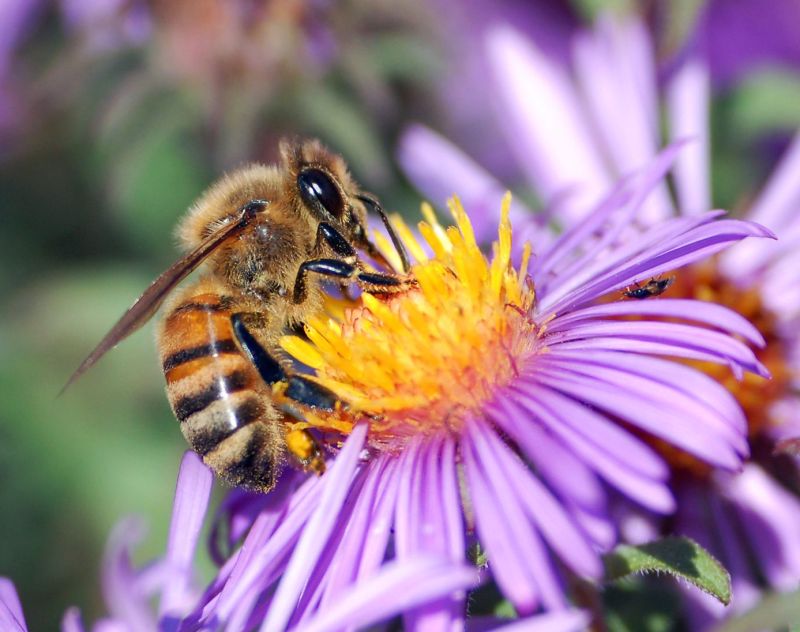Včela medonosná - Apis mellifera. - klikněte pro zobrazení detailu Včela medonosná - Apis mellifera. - klikněte pro zobrazení detailu