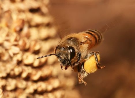 Pomohou včelaři přesvědčit Igora Červeného, aby řešil ochranu přírody nebo šlo o beewashing?