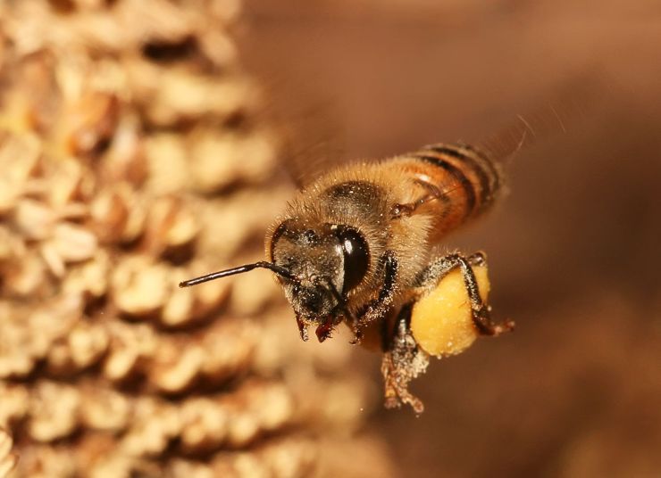 zobrazit detail snímku: Včela medonosná - Apis mellifera.