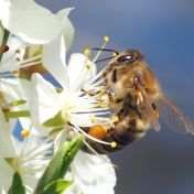 Domov místo náhodné restaurace - odhalte tajemství zahrady, která skutečně bzučí a plodí