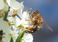 Úbytek včel a jiných opylovačů způsobuje ročně smrt půl milionu lidí!: Opylovači, jako jsou včely, hmyz a ptáci, jsou…