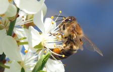 Úbytek včel a jiných opylovačů způsobuje ročně smrt půl milionu lidí!